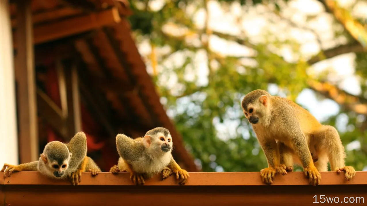 动物 Spider Monkey 猴子 高清壁纸