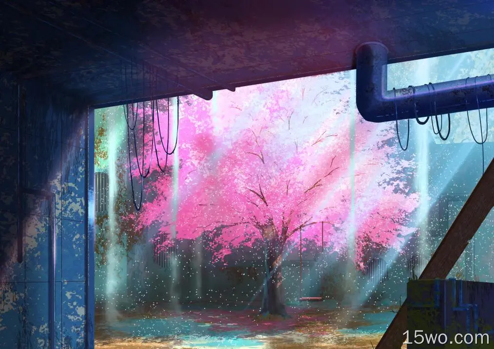 动漫 原创 Sakura 树 高清壁纸