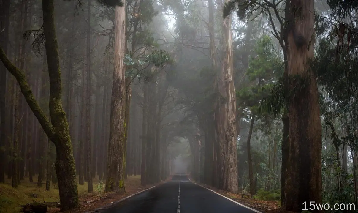 道路、森林、树木、雾