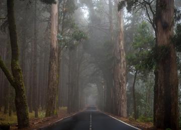 道路、森林、树木、雾  2560x1522