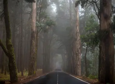 道路、森林、树木、雾 2560x1522