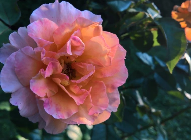 自然 玫瑰 花卉 地球 花 Pink Flower Pink Rose 高清壁纸 5120x2880