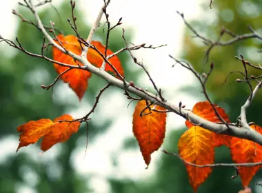 树叶、树、秋天、树枝、模糊 2560x1780
