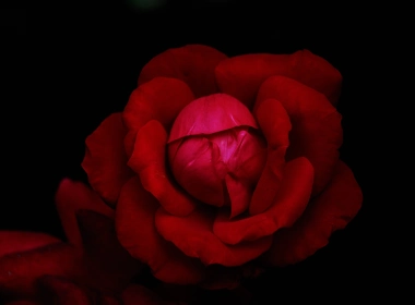 玫瑰花园,花园,混合茶玫瑰,黑色的,品红色,壁纸,3872x2592 3872x2592