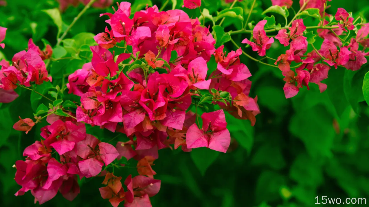 自然 Bougainvillea 花卉 地球 花 Pink Flower 叶子 高清壁纸