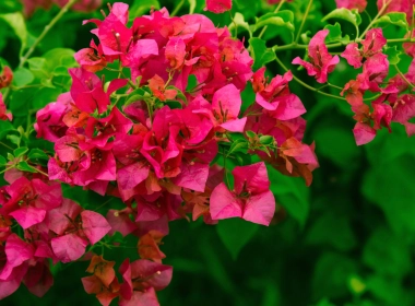 自然 Bougainvillea 花卉 地球 花 Pink Flower 叶子 高清壁纸 3840x2160