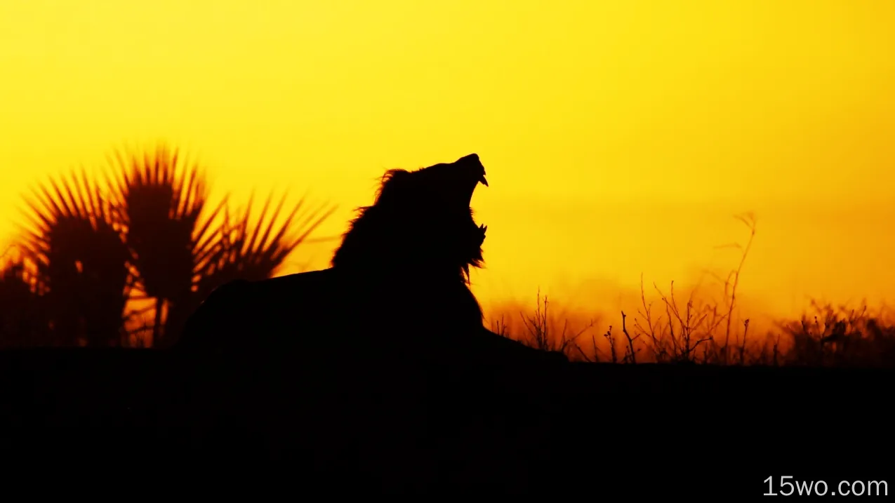 自然 日落 大自然 狮子 高清壁纸