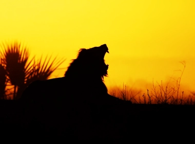自然 日落 大自然 狮子 高清壁纸 3840x2160