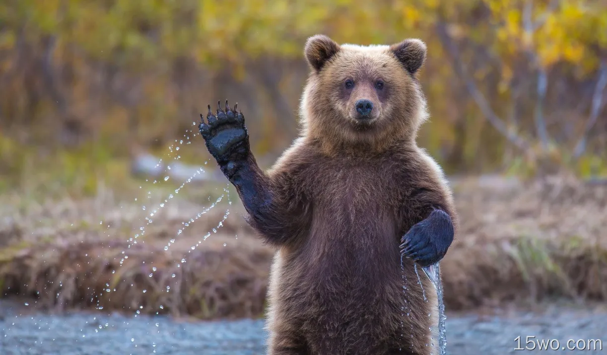 动物 熊 predator Wildlife 高清壁纸