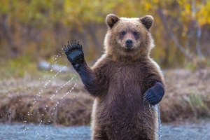 动物 熊 predator Wildlife 高清壁纸  2880x1688