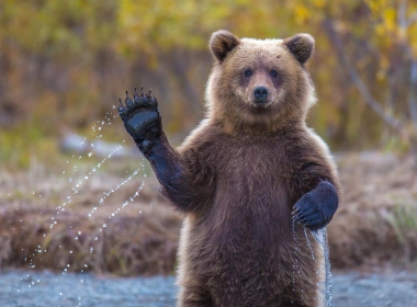 动物 熊 predator Wildlife 高清壁纸 2880x1688