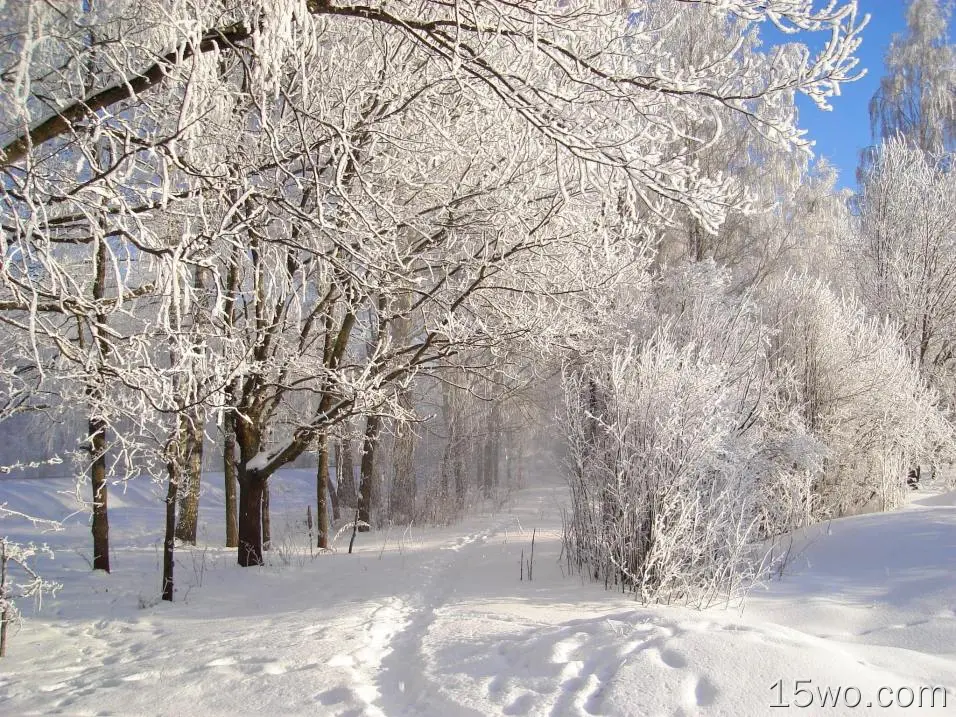 自然 冬季 地球 树 Snow 森林 幽径 高清壁纸