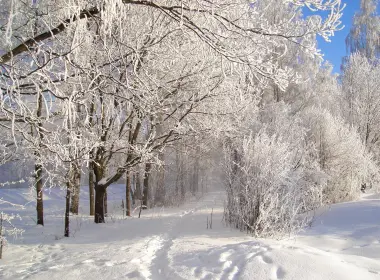 自然 冬季 地球 树 Snow 森林 幽径 高清壁纸 2048x1536