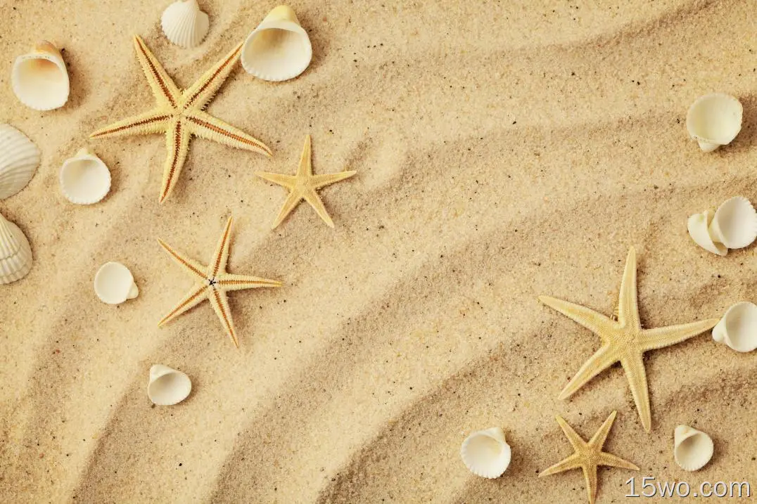 动物 海星 Sand 贝壳 高清壁纸