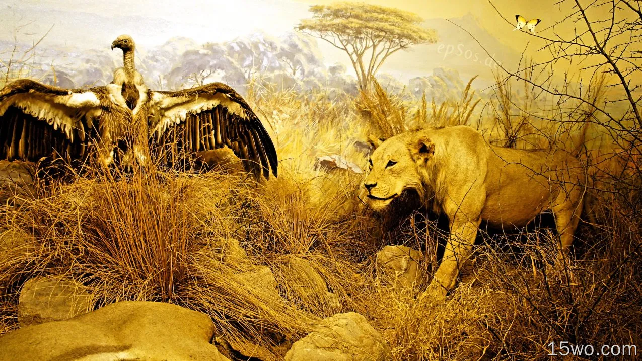 动物 狮子 猫 高清壁纸