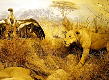 动物 狮子 猫 高清壁纸 3840x2160