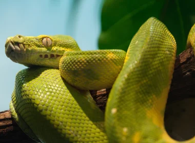 动物 蟒蛇 爬行动物 蛇 绿色 高清壁纸 3840x2160