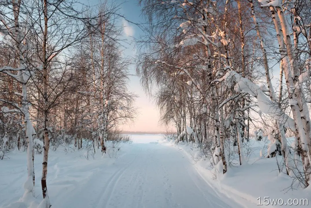 自然 冬季 地球 Snow 幽径 森林 高清壁纸