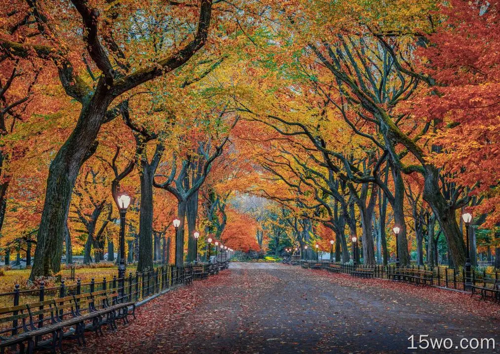 摄影 公园 秋季 Foliage 树 长椅 高清壁纸