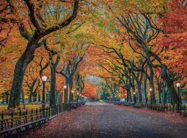 摄影 公园 秋季 Foliage 树 长椅 高清壁纸 2000x1415
