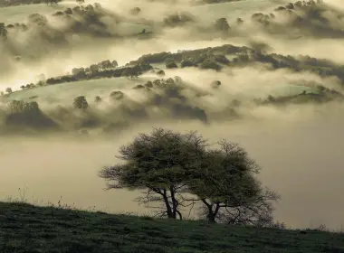 自然 雾 树 大自然 高清壁纸 2560x1707