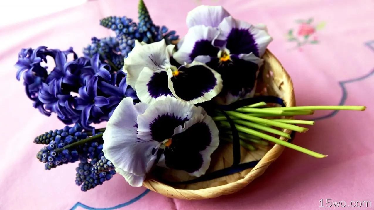 自然 花 花卉 地球 三色堇 Hyacinth Muscari Purple Flower 高清壁纸
