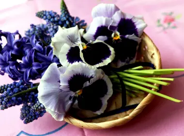 自然 花 花卉 地球 三色堇 Hyacinth Muscari Purple Flower 高清壁纸 3840x2160