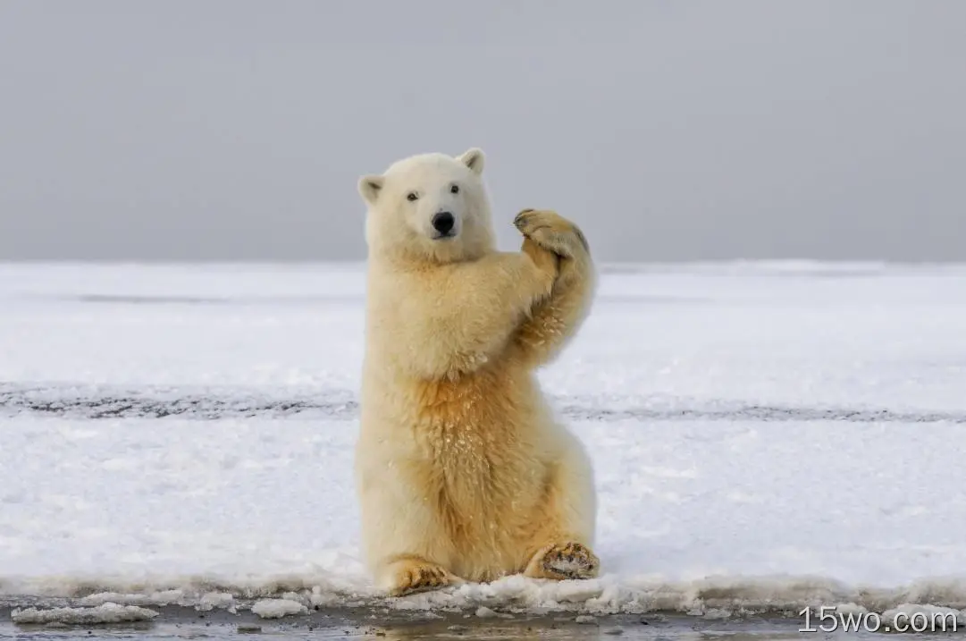 动物 北极熊 熊 高清壁纸