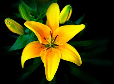盛开的黄色花朵桌面壁纸 3840x2400