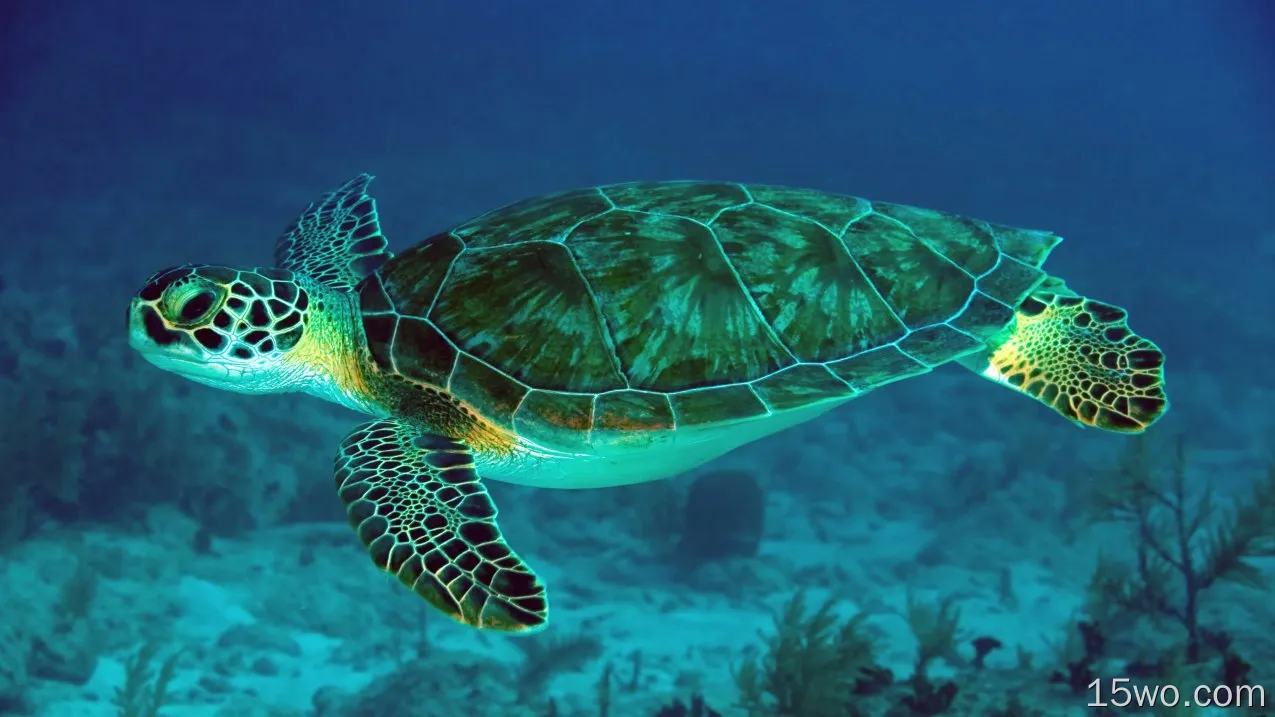 动物 Sea Turtle 高清壁纸