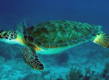 动物 Sea Turtle 高清壁纸 3840x2160