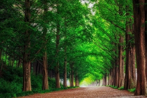 绿色的,性质,自然景观,森林,自然环境,壁纸,3840x2400  3840x2400
