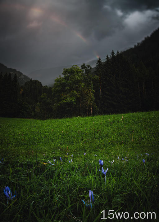 草，黑暗，树，森林，彩虹，云，天空，田野