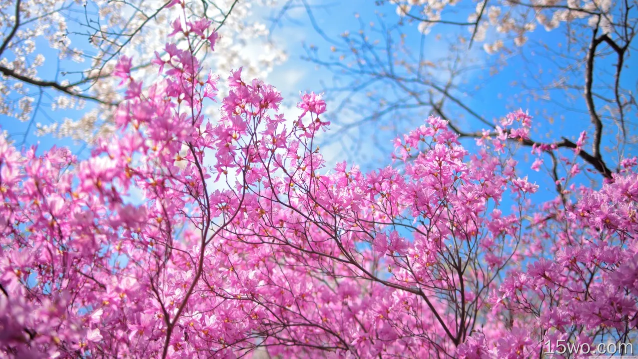 自然 花簇 花卉 Pink Flower Cherry Blossom 树枝 高清壁纸