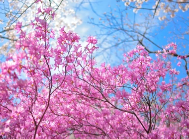 自然 花簇 花卉 Pink Flower Cherry Blossom 树枝 高清壁纸 5120x2880
