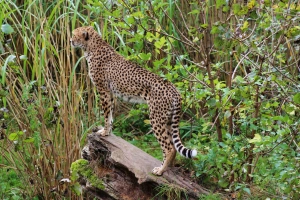豹子、条纹、野生动物、捕食者  3840x2160