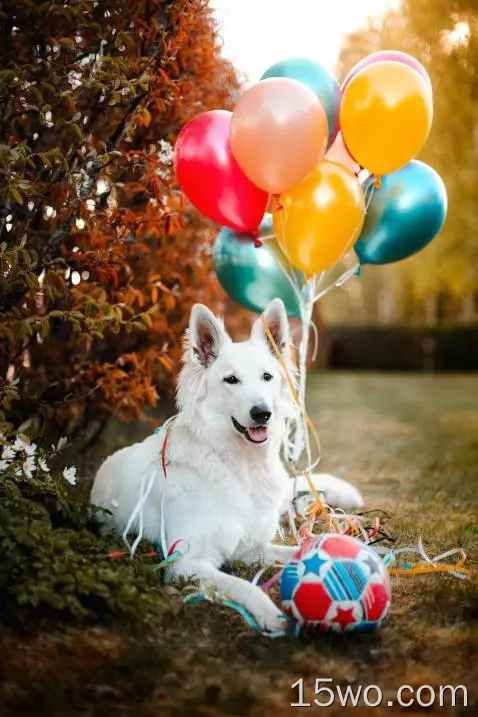 白色的狗，看着别处，气球，可爱，秋天