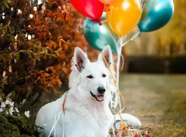 白色的狗，看着别处，气球，可爱，秋天 3655x5482