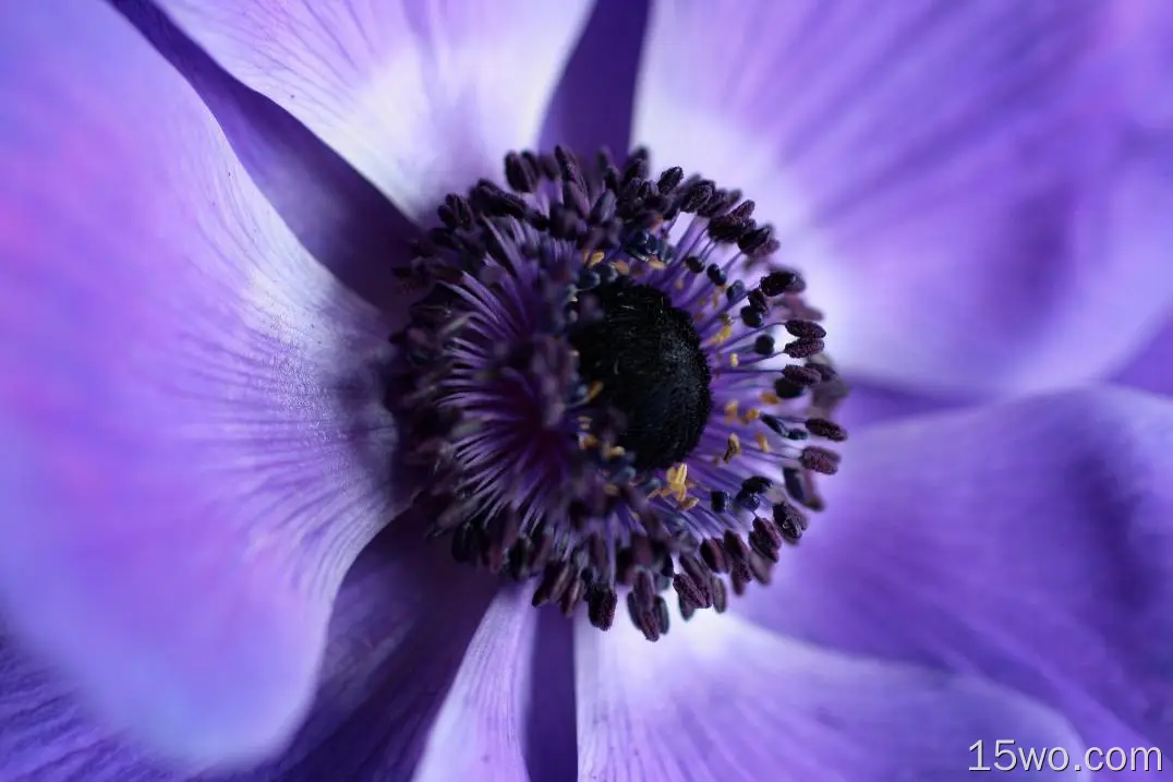 紫罗兰花，特写，花瓣，宏观