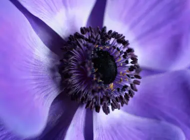 紫罗兰花，特写，花瓣，宏观 3888x2592