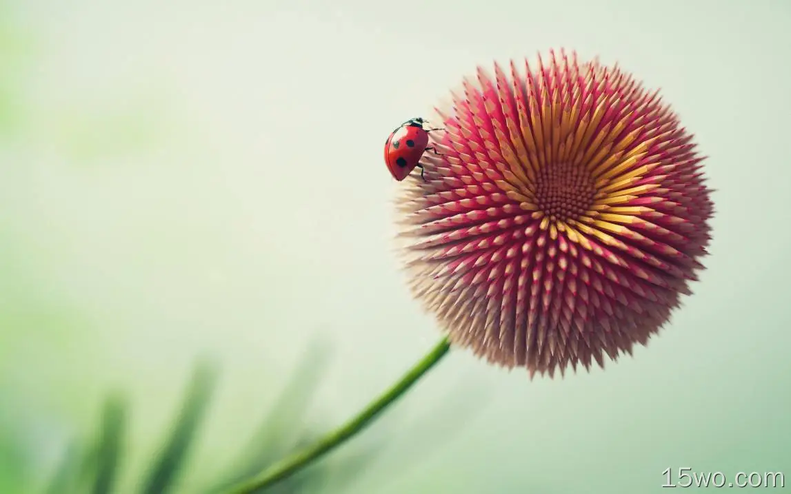 铅笔花、瓢虫