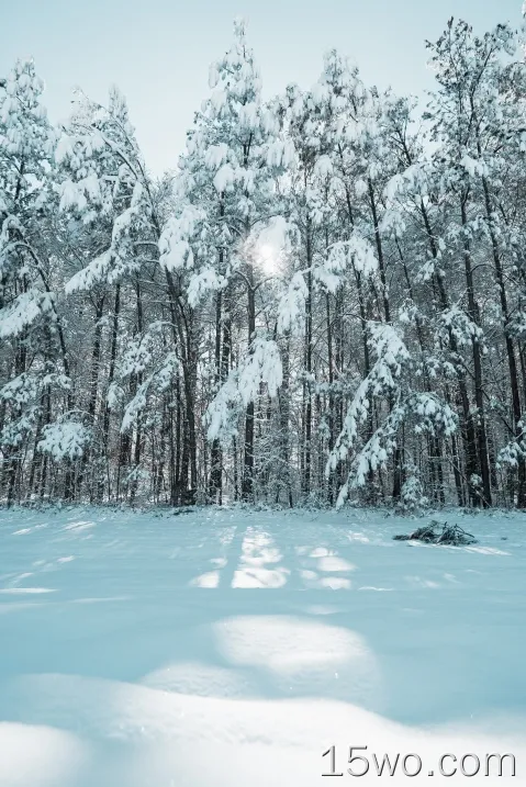 雪，霜，树，森林，冬天，晴朗的天空