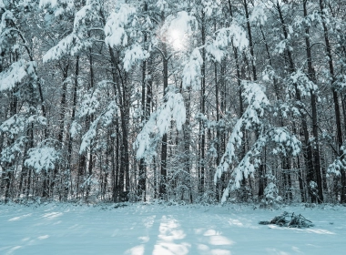 雪，霜，树，森林，冬天，晴朗的天空 2667x3993