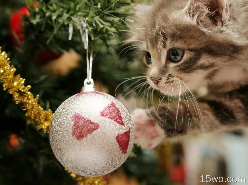 节日 圣诞节 动物 Christmas Ornaments 猫 高清壁纸