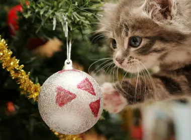 节日 圣诞节 动物 Christmas Ornaments 猫 高清壁纸 2651x1971
