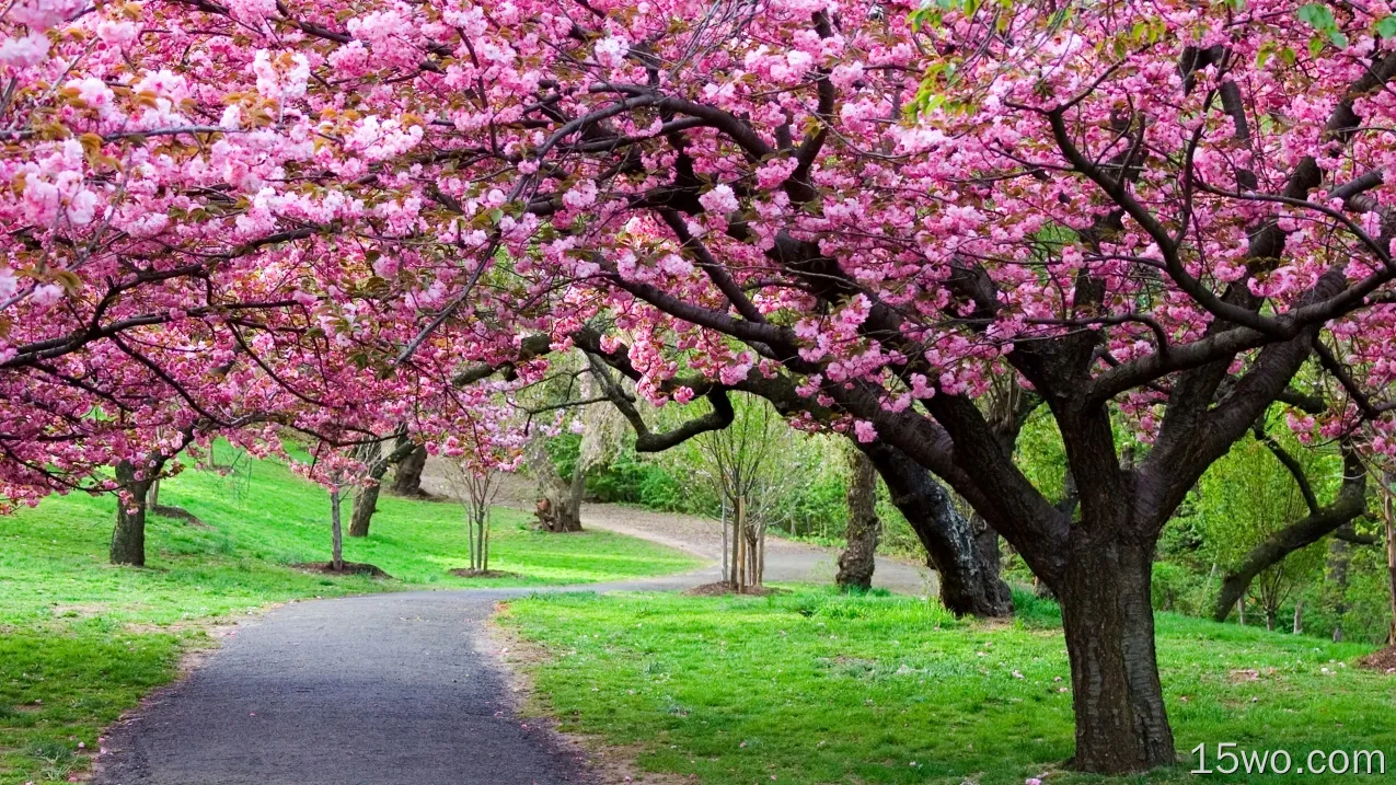 自然 Sakura 春季 日本 幽径 公园 Cherry Blossom Cherry Tree 高清壁纸