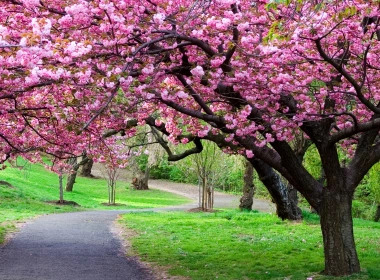自然 Sakura 春季 日本 幽径 公园 Cherry Blossom Cherry Tree 高清壁纸 3840x2160