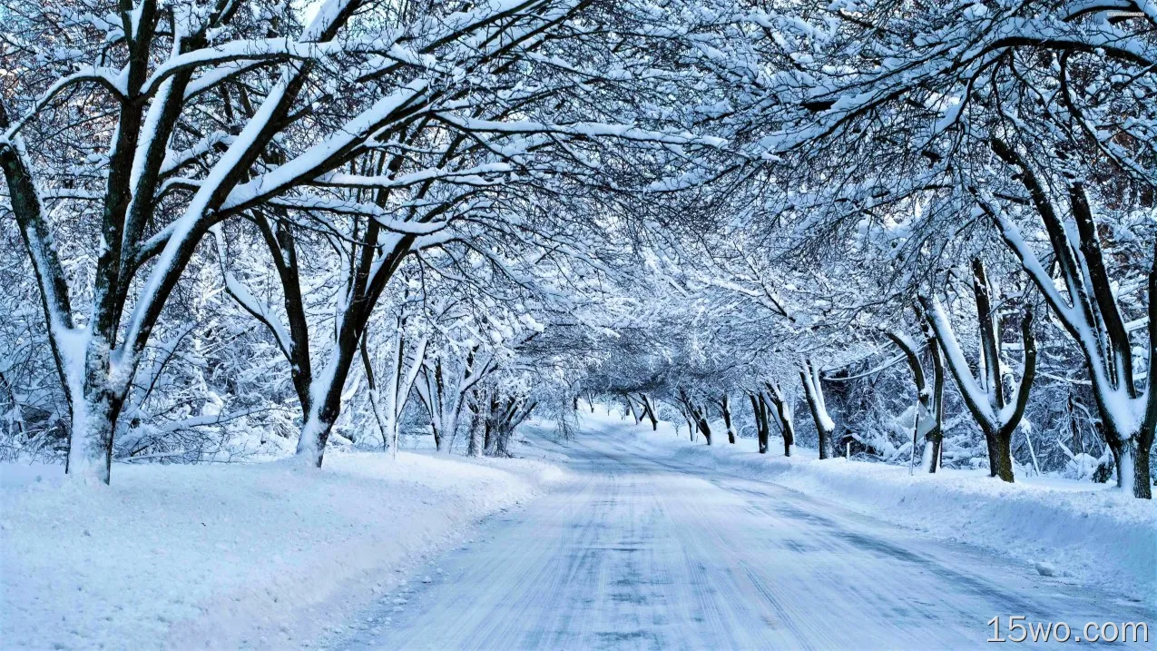 人造 路 冬季 Snow 树 Canopy 高清壁纸