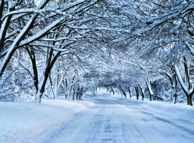 人造 路 冬季 Snow 树 Canopy 高清壁纸 3840x2160