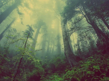 自然 森林 地球 大自然 雾 Canopy 高清壁纸 3840x2160
